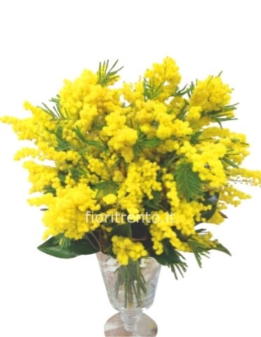 Bouquet di mimosa