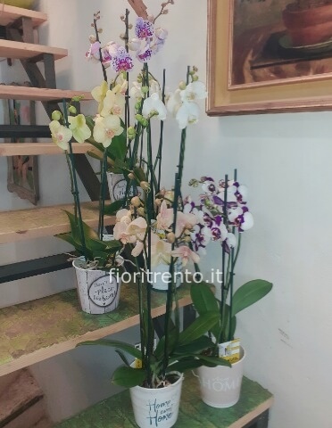 Orchidea Phalænopsis in coprivaso ceramica