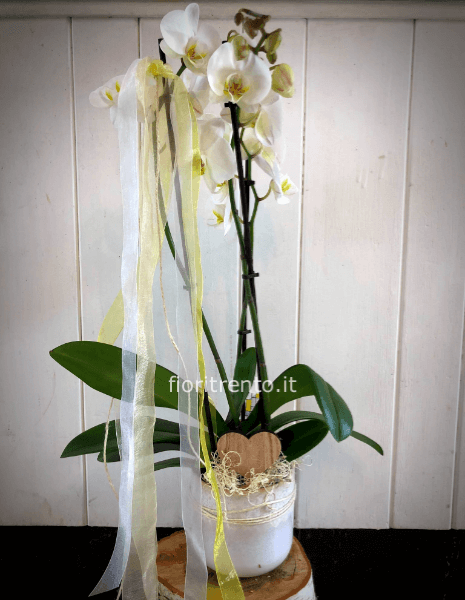 Orchidea Phalænopsis 3 steli