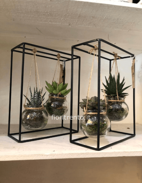 quadretto di succulente PROMO