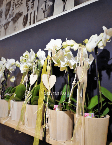 orchidea 2/3 steli nature