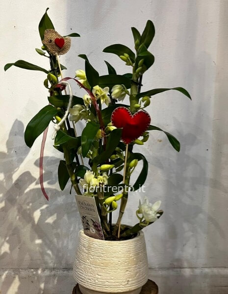 orchidea dendrobium nobilis