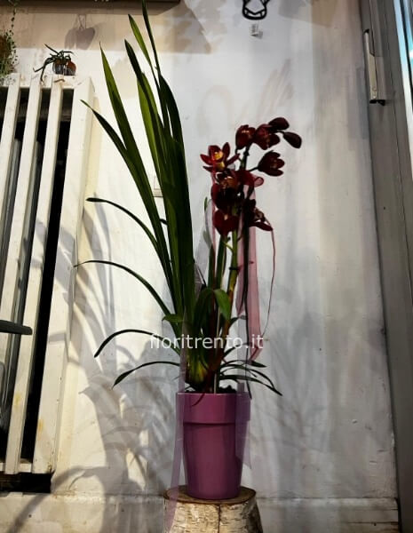 orchidea cymbidium