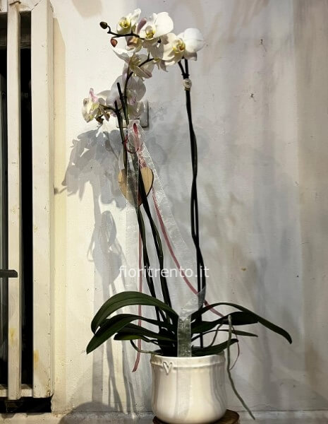 orchidea phalaenopsis - 3 steli - altezza 100cm - vaso in ceramica