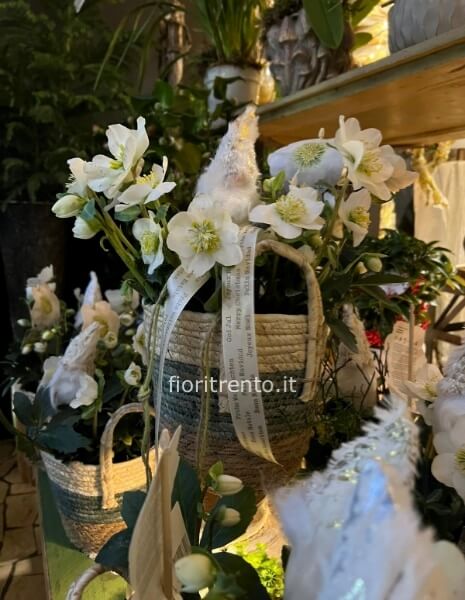 OFFERTA helleborus wintergold BIANCO YULE