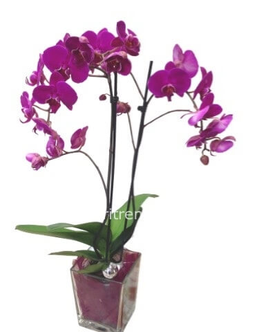 Terrario, terrario di orchidee, orchidea, centrotavola, vaso di